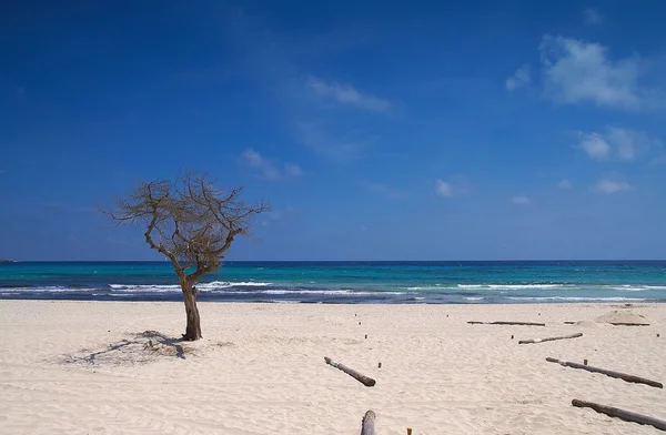 Árvore solitária na praia — Fotografia de Stock