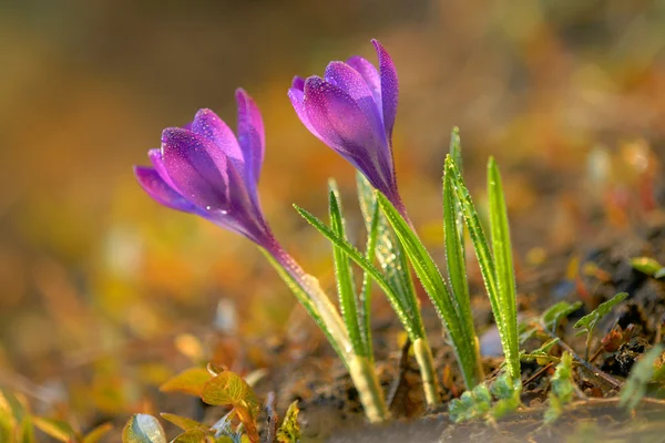 Verse lente crocus — Stockfoto