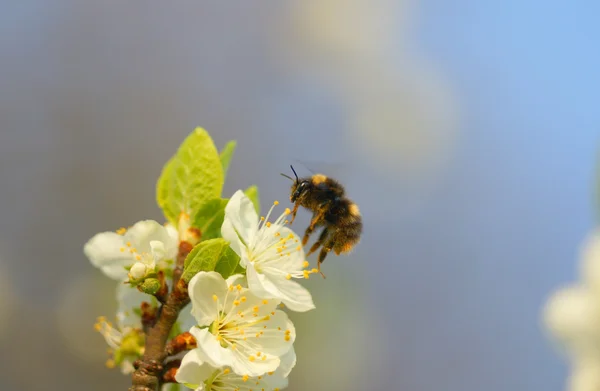bir çiçek açılış bumble bee