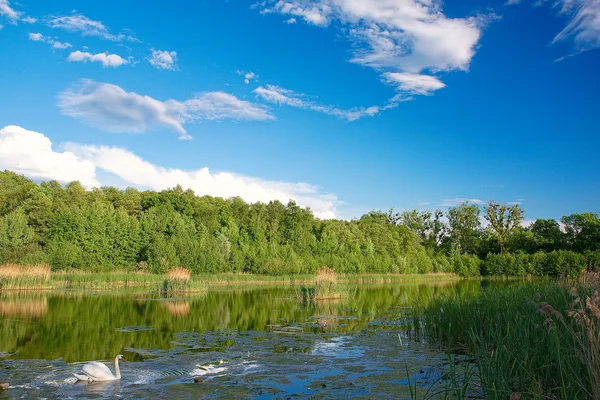 View Polish lake on a sunny day and the Swan — Stock Photo, Image