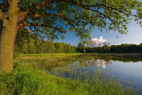 Uitzicht op het meer Pools groene — Stockfoto