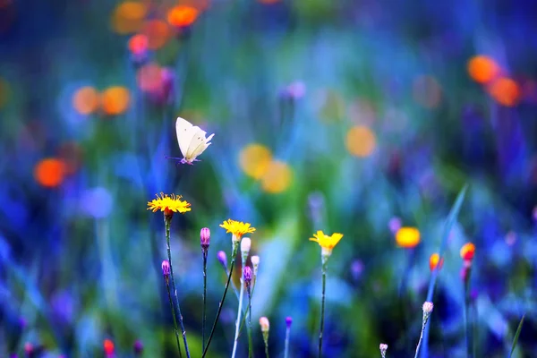 풀밭의 추상적인 보기. — 스톡 사진