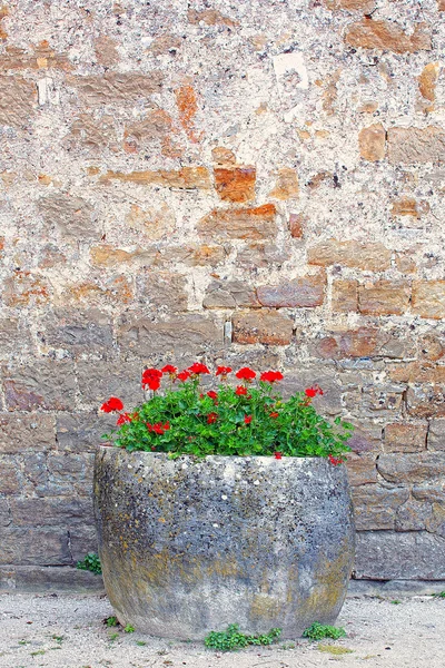 Der historische Steintopf mit Blumen. — Stockfoto