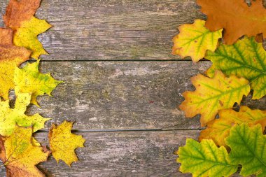 Ahşap bir arka planda sonbahar yaprakları