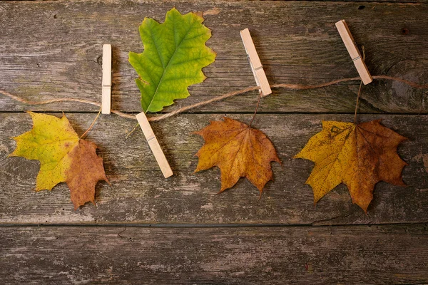 秋季抽象木制背景上 — 图库照片