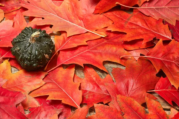 Kleiner grüner Kürbis auf einem Hintergrund aus Herbstblättern. — Stockfoto