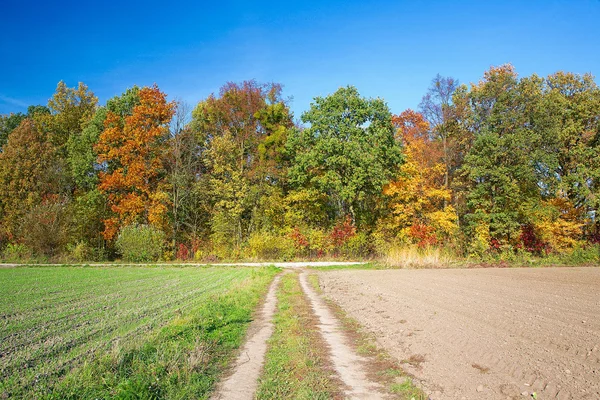 Sonbahar manzarası. tarım arazisi üzerinden yol. — Stok fotoğraf