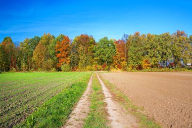 sonbahar manzarası. tarım arazisi üzerinden yol.