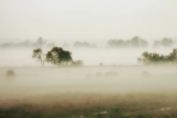 Landskap av morgondimma — Stockfoto