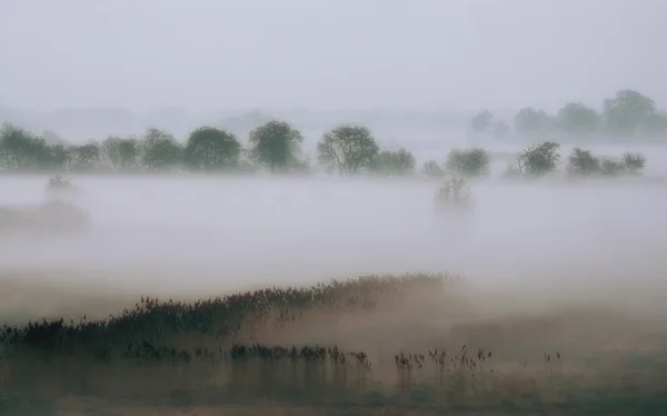 Paysage du brouillard matinal — Photo