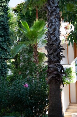 Mavi gökyüzü ve palmiye ağaçları aşağıdan görünüyor, eski tarz, tropik plaj ve yaz arkaplanı, seyahat kavramı