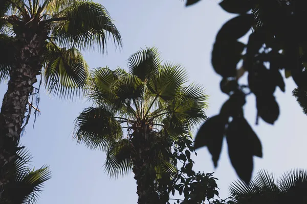 蓝天和棕榈树从下面看 老式风格 热带海滩和夏季背景 旅游理念 — 图库照片