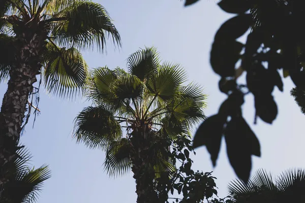 Céu Azul Palmeiras Vista Baixo Estilo Vintage Praia Tropical Fundo — Fotografia de Stock