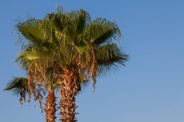 Mavi gökyüzü ve palmiye ağaçları aşağıdan görünüyor, eski tarz, tropik plaj ve yaz arkaplanı, seyahat kavramı