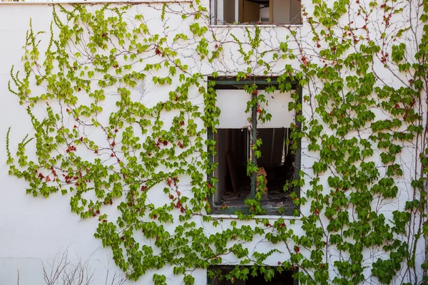 Okno Rozbitým Oknem Staré Opuštěné Bílé Budovy Turecku Spoustou Zelených — Stock fotografie