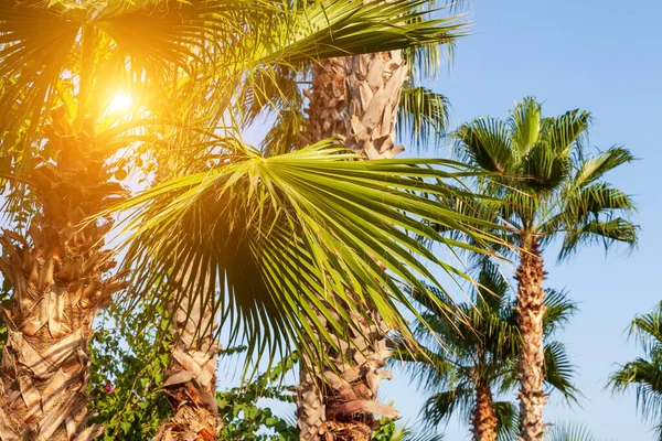 蓝天和棕榈树从下面看 老式风格 热带海滩和夏季背景 旅游理念 — 图库照片
