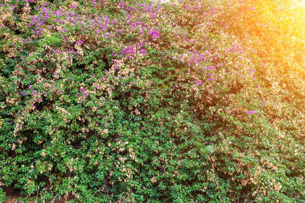 Ecological Background Pink Purple Flowers Bougainvillaea Plant Green Leaves — Stock Photo, Image