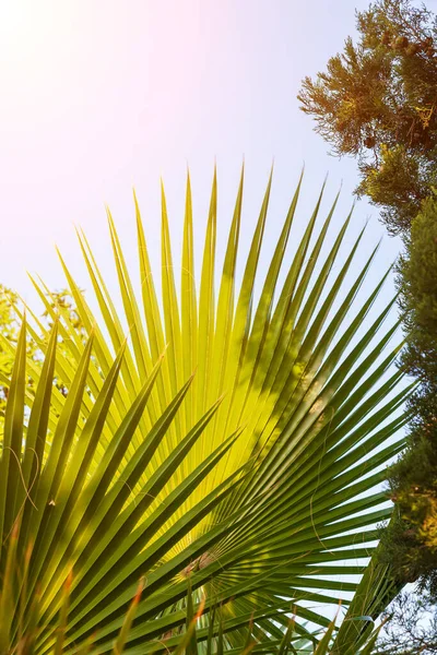 蓝天和有棕榈树叶子的树枝从下面看 老式风格 热带海滩和夏季背景 旅游理念 — 图库照片