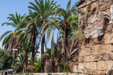 Türkiye 'nin eski Antalya kentindeki eski bir taştan yapılmış antik bir binanın duvarının yanında mavi gökyüzüne karşı yeşil yapraklı palmiye ağaçları.