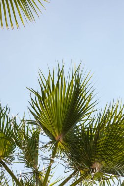 Mavi gökyüzü ve dalları aşağıdan görünen palmiye yaprakları, klasik stil, tropik plaj ve yaz arkaplanı, seyahat kavramı.