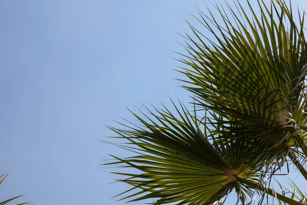 热带棕榈树 蓝天阳光普照 白云抽象背景 — 图库照片