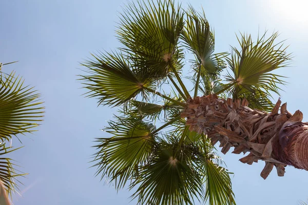 Tropikalna Palma Światłem Słonecznym Błękitnym Niebie Białą Chmurą Abstrakcyjne Tło — Zdjęcie stockowe