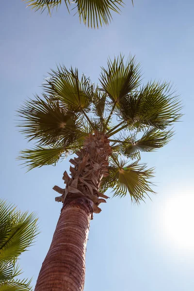 Tropikalna Palma Światłem Słonecznym Błękitnym Niebie Białą Chmurą Abstrakcyjne Tło — Zdjęcie stockowe