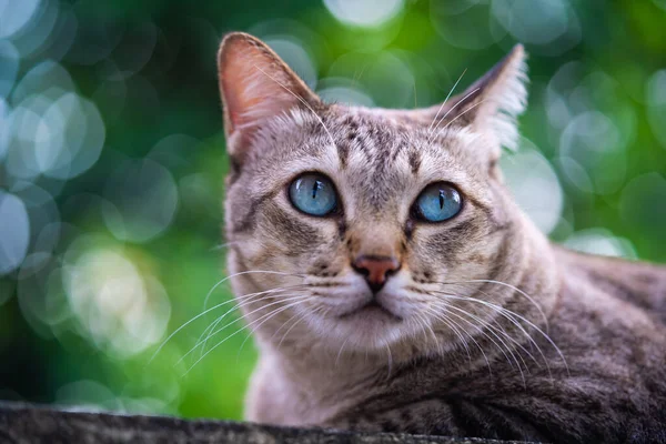 Yumuşak Odaklı Tekir Kedi Portresi Çizgili Kedi Yavrusu Sevimli Görünüyor — Stok fotoğraf