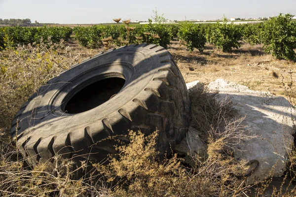 Old tire at forest planting — Stock Photo, Image