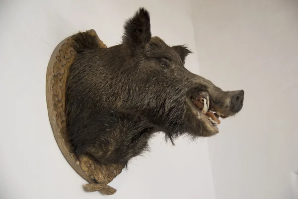Wildschweinkopf — Stockfoto