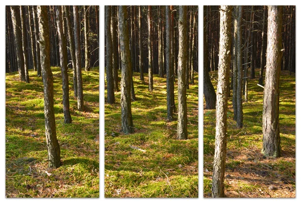 Floresta de pinheiro - três armações . — Fotografia de Stock