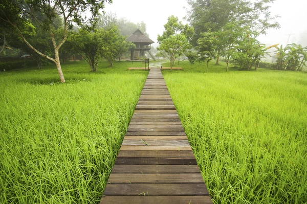 Chemin vers la rizière verte — Photo