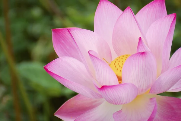 Close-up lotus blossom — Stock Photo, Image