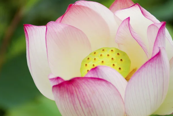 Close-up lotus blossom — Stock Photo, Image