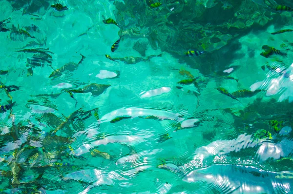 美丽的蓝色大海和鱼从泰国南部，亚洲 — 图库照片