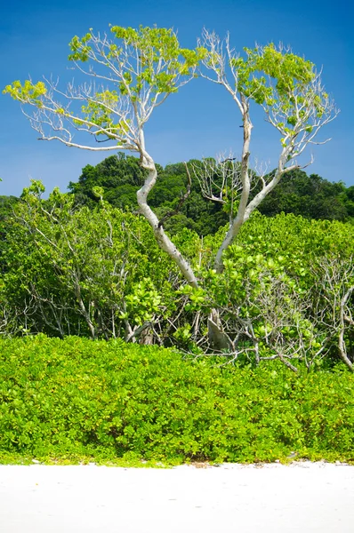 Copac verde pe plaja de sud Thailanda — Fotografie, imagine de stoc