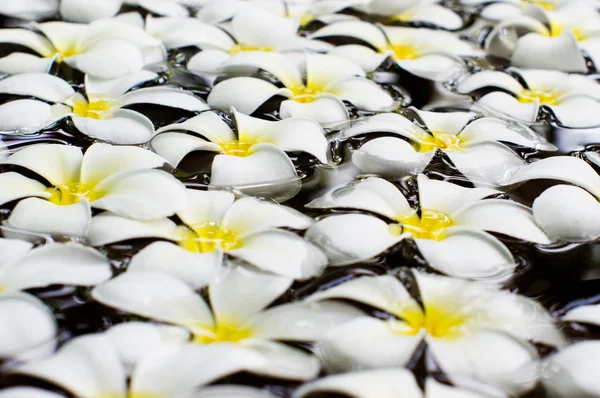 Witte frangipani op water — Stockfoto