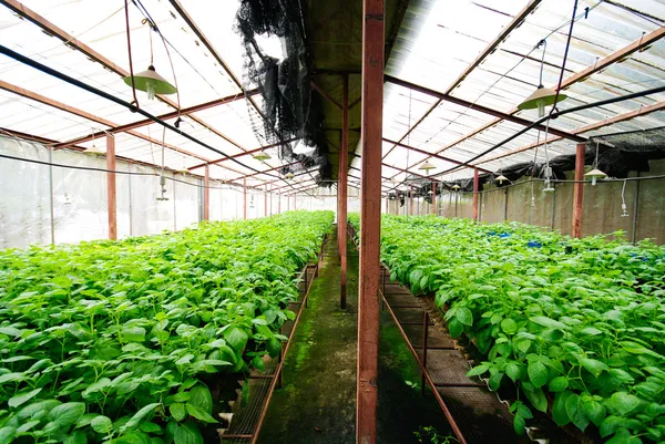 Tailândia árvore planta — Fotografia de Stock