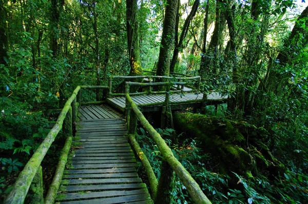 Floresta tropical em Doi Inthanon, Chiang Mai — Fotografia de Stock