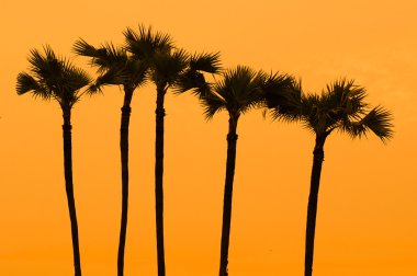 palmiye ağacı üzerinde Tayland güneyinde gün batımında