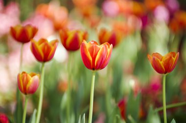 Orange tulip bir yatakta bir kırmızı. sığ derinliği alan.