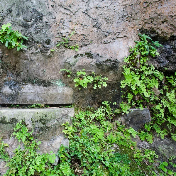 Primer plano planta parásito en la pared de piedra — Foto de Stock