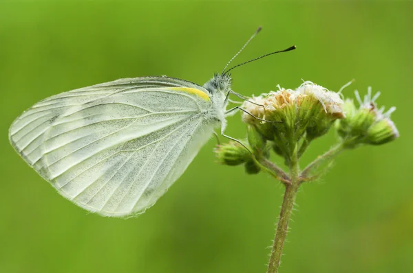 上一朵野花 (Polyommatus 伊卡洛斯的蝴蝶) — 图库照片