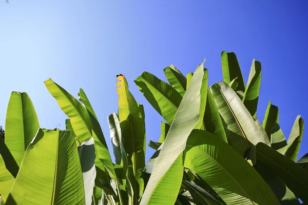 Мистецтво Бананове листя на небі — стокове фото