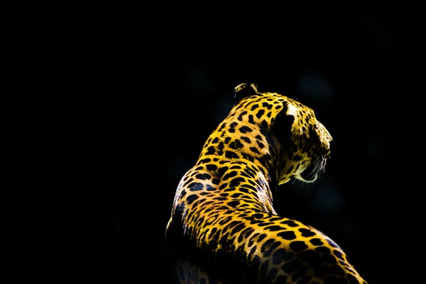 Leopardo de la oscuridad — Foto de Stock