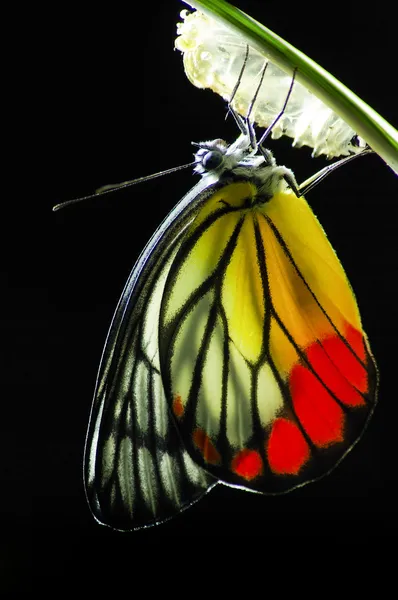 Papillon monarque, Manie d'asclépiade, bébé né dans la nature . — Photo