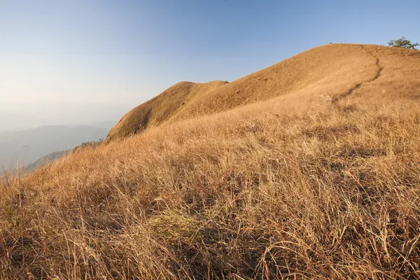 Suchej trawy i dziki na monjong góry. Chiang mai, Tajlandia — Zdjęcie stockowe