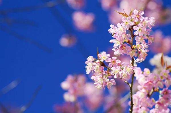 Beautiful pink cherry blossom — Stock Photo, Image