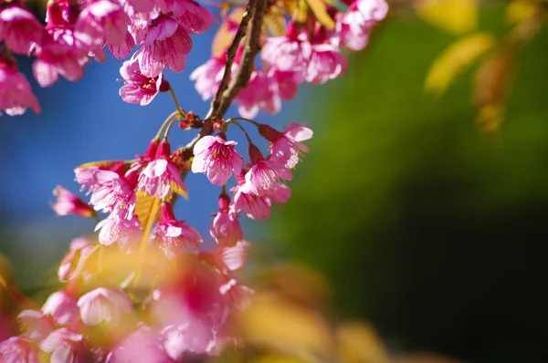 Beautiful pink cherry blossom — Stock Photo, Image