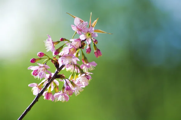 Schöne rosa Kirschblüte — Stockfoto